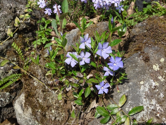 The G Old Lady S Cottage Garden Diary 芝桜 オーキントン ブルーアイの石垣にスミレやツルビンカが咲き出した