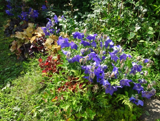 キキョウ、'センチメンタル・ブルー'が豊かに咲いて。: the g'old lady's cottage garden diary