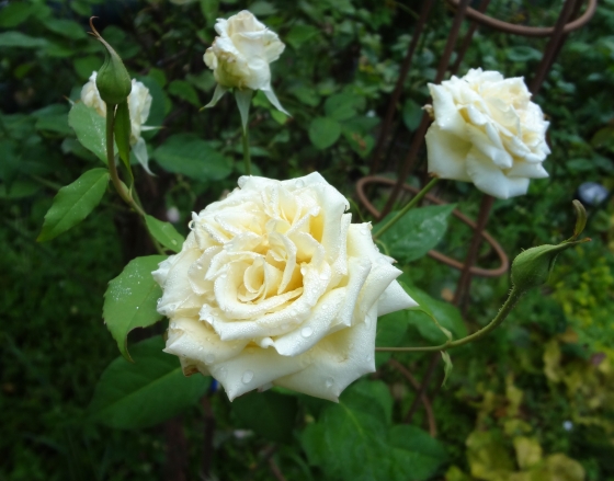 The G Old Lady S Cottage Garden Diary 13年までの薔薇