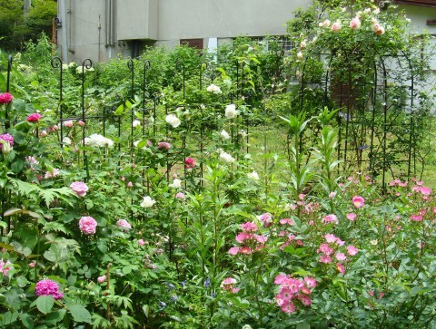 大人も着やすいシンプルファッション コクシグル ハンガー 薔薇