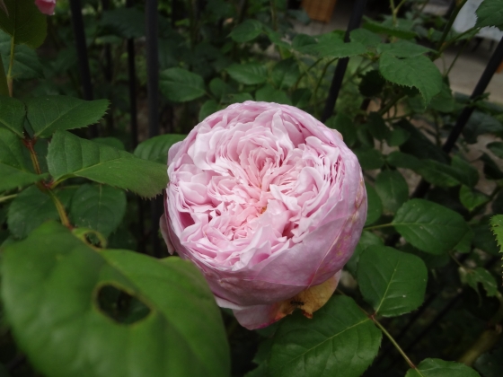 The G Old Lady S Cottage Garden Diary 13年までの薔薇